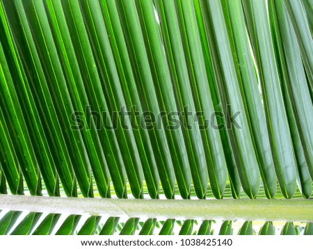 Beautiful Coconut green leaves background