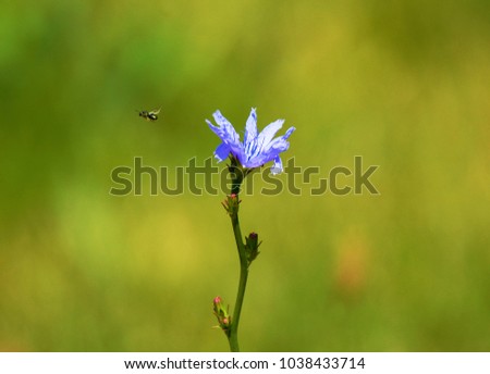 This lone chicory wildflower is captured in an old gravel pit of Seven Lakes State Park.  The character of this picture is the lone small bee buzzing away.