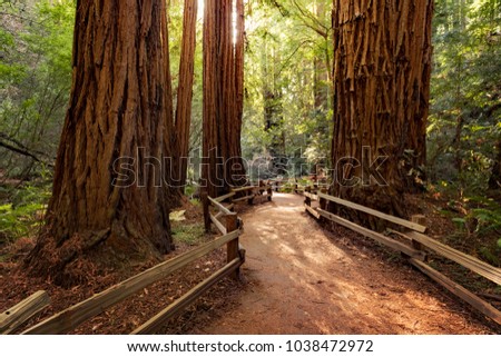 Trail through redwoods in Muir Woods National Monument near San Francisco, California, USA Royalty-Free Stock Photo #1038472972