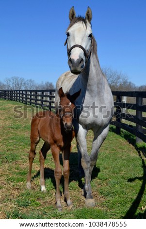 Gray Thoroughbred mare and bay foal stand in a green paddock with a black fence in the background.