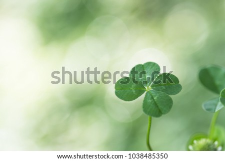 Four-leaf clover in the shade