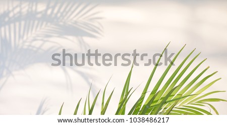Abstract wallpaper and background with copy space. Green leaves and shadow on white concrete wall 