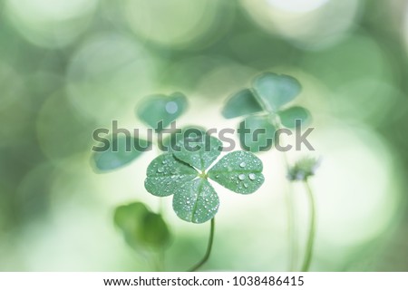 Four-leaf clover with drops