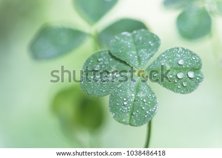 Four-leaf clover with drops
