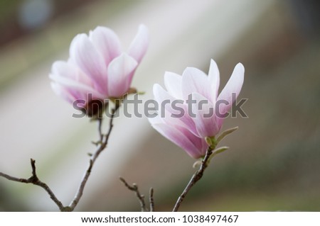 Two sprigs of magnolia flowers over blurred uneven green-brown background