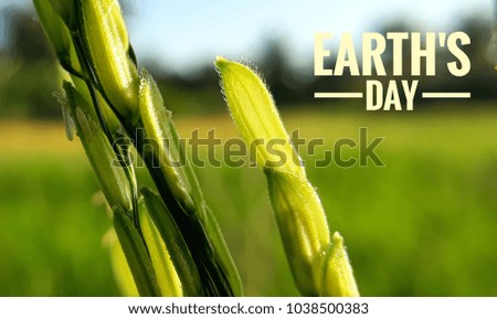 Macro photo of beautiful green Paddy, blurred natural background with caption Earth's Day ( Selective focus)