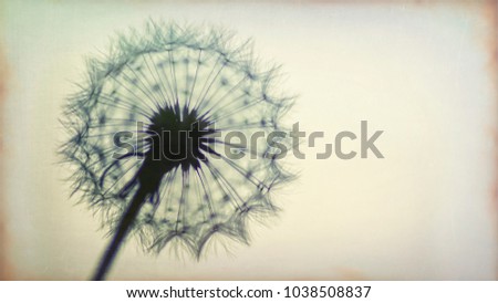 Abstract nature : macro fluffy dandelion    