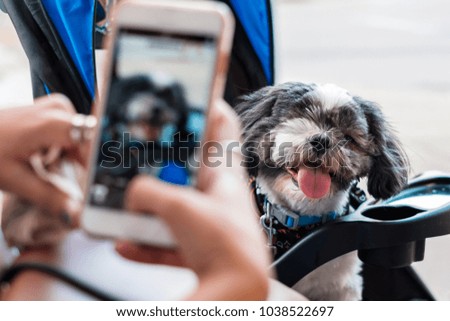 Cute one eyed shih tzu dog sitting in a stroller outdoors posing for a picture.