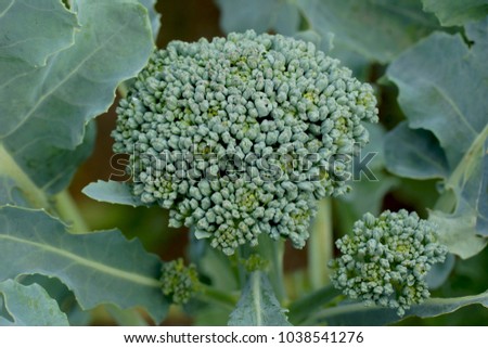 Broccoli cabbage grows on the field. New valuable and tasty vegetable close-up. Super fresh plant in the picture.