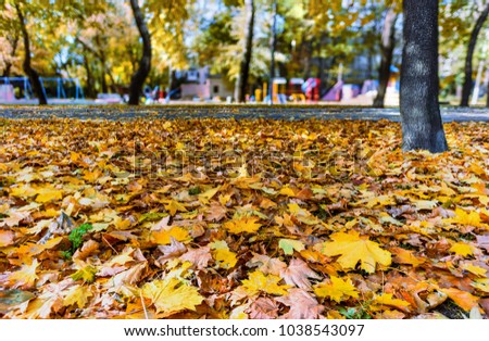red and yellow, fallen leaves of a maple dense layer lay on the green grass in the park, trees and children's swing in the background