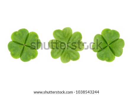 four leaf clover abstract or good luck clover on white background