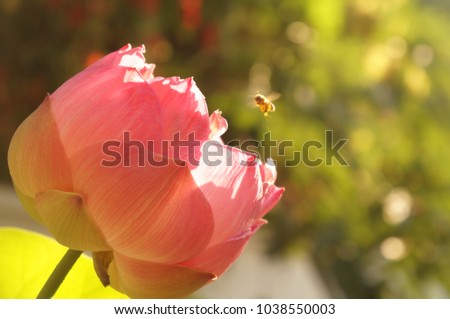 Beautiful pink lotus blossom in the morning light. The image of the flying bee greeting the lotus that look so cute and gentle.
