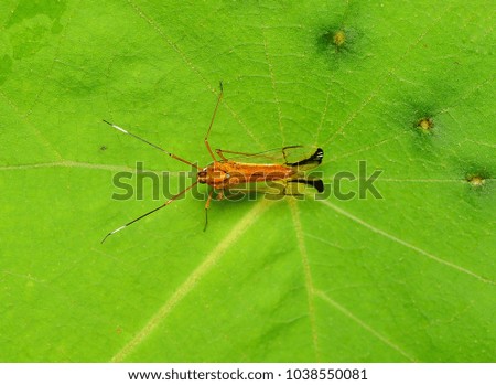 Orange colour insect on green leaf found in Mulu National Park forest, Malaysia