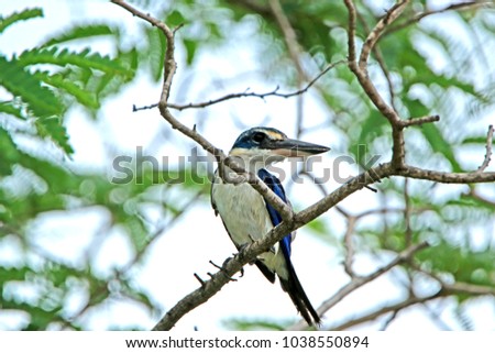 Collared kingfisher in nature