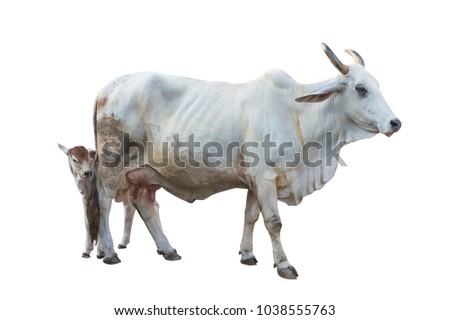 Brazilian cattle with calf of Brahman cow.Isolated background with clipping path