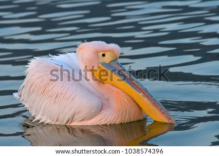 White Pelican (Pelecanus onocrotalus) on Watwr, in Summer Royalty-Free Stock Photo #1038574396