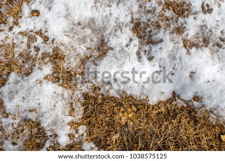 A layer of snow covered the yellow grass in the winter forest