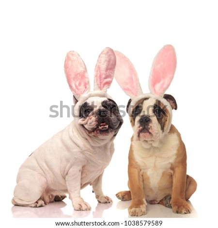 french and english bulldog dogs wearing bunny ears on white background