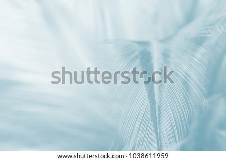 Beautiful milky blue vintage color trends feather texture background