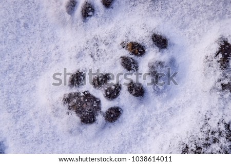 sweet cat paws in fresh snow, maine coon cat leaving a mark in the snow