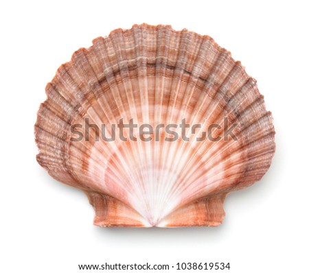 Top view of scallops shell isolated on white Royalty-Free Stock Photo #1038619534