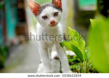 the domestic kitten runs among the green leaves