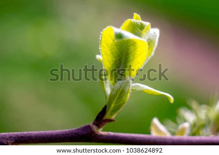 Tree Flower Blossom and Buds