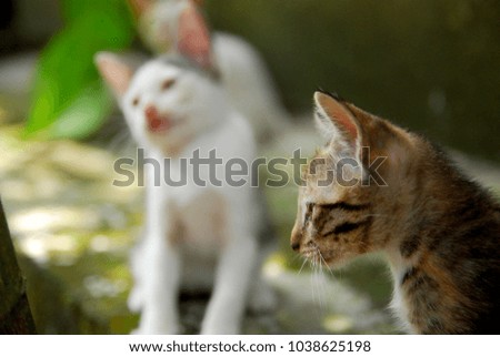 domestic kittens in the yard