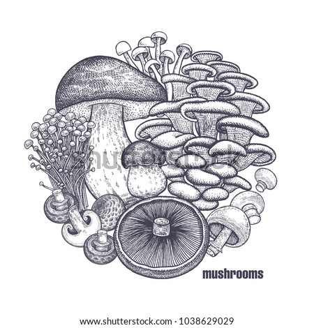 Mushrooms in circle. Template of signboard, poster, cover. Bolete, Portobello, Shimeji, Champignon, Oyster mushrooms, Enoki. Black, white. Vector illustration vintage engraving Royalty-Free Stock Photo #1038629029