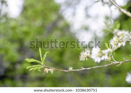 Branch with flowering plum tree
