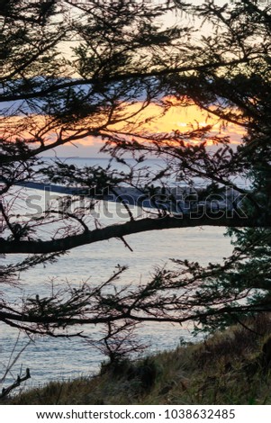 Sunset through pine branches. Nature background.