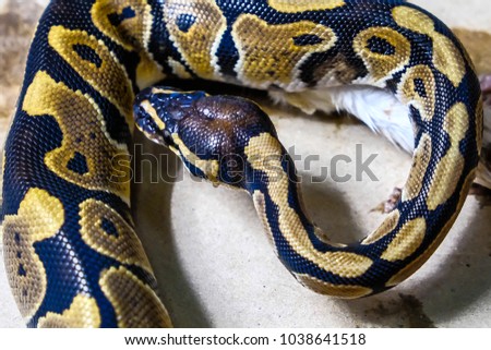 Snake eating a rat.Ball python (python regius)