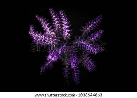 lavander flower plant isolated on dark background