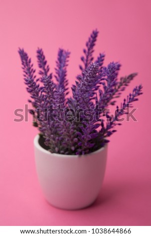 lavander flower plant on pink background