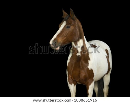 White and brown pinto horse in the studio with black background.