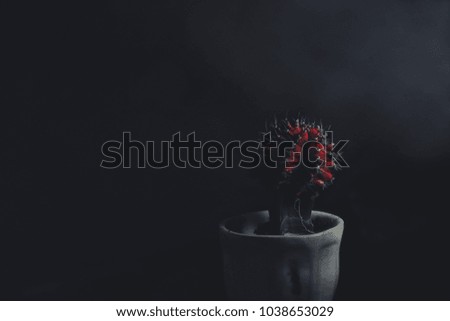 red cactus on black background,low light picture