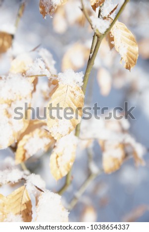 Frosty snow-covered leaves of young beech trees in the forest, shallow depth of field.