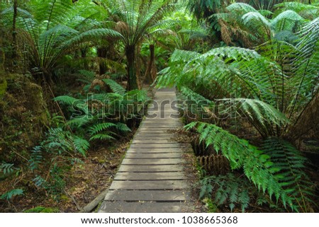 Wooden boardwalk/footpath over the tree-fern gullies and moss-covered roots of ancient rainforest trees. Maits Rest Rainforest Walk, Australia.