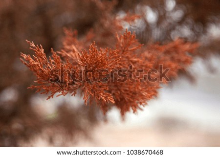 red fir branch. Autumn in the park.