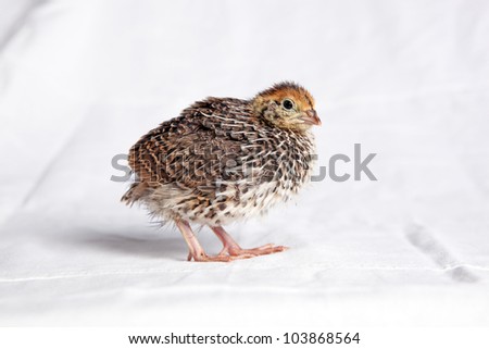 A quail chick two weeks old on a white background