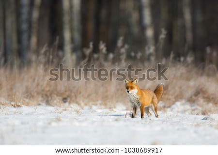 Mammals - European Red Fox (Vulpes vulpes) 