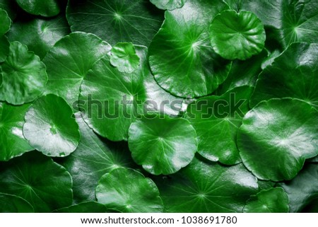 Close up circle green leaf decoration as abstract green background from Centella asiatica ,fresh  herb plant background