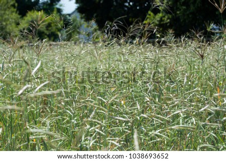 A field of high grass