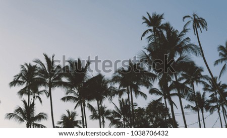 tropical palm trees at sunrise close-up. Tropical nature of Asia