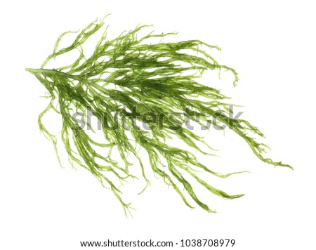 Laminaria (Kelp) Seaweed Isolated on White Background Royalty-Free Stock Photo #1038708979