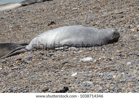 fun seal sunbathing in the beach, Punta Ninfa, Patagonia, Argentina