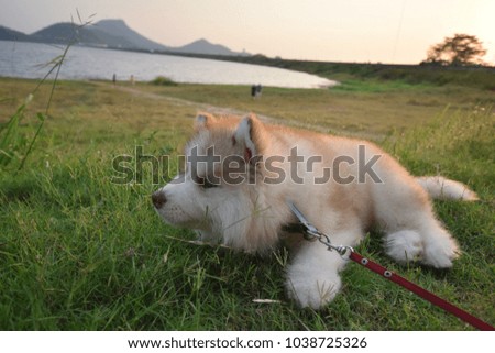 The husky puppy is a model. At Bang Pra Chonburi Reservoir Thailand.