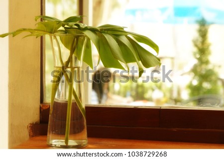The Philodendron in a glass jar filled with water was decorated by a window. Makes the room look chic and helps keep the atmosphere relaxed.