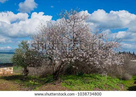 The blooming Almond tree with pink and white flowers in orchard with petals covering the ground appearing like snow. Golan Heights, Israel