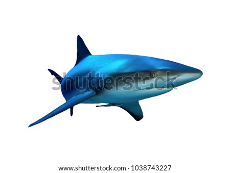 Caribbean Reef Shark isolated white background